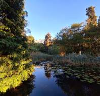 Audley Sunningdale Park pond