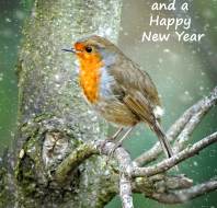 Christmas card competition entry - Dr Towler