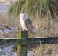 Christmas card competition entry - Fiona C Audley Clevedon