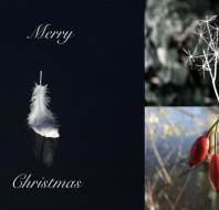 Christmas card competition entry - Trevor W Audley Wycliffe Park