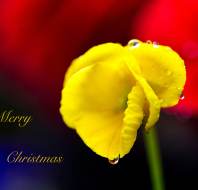 Christmas card competition entry - Trevor JW Audley Wycliffe Park