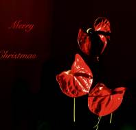 Christmas card competition entry - Trevor JW Audley Wycliffe Park