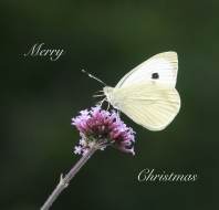 Christmas card competition entry - Trevor JW Audley Wycliffe Park