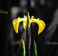 Christmas card competition entry - Trevor JW Audley Wycliffe Park