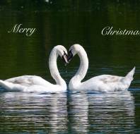 Christmas card competition entry - Trevor JW Audley Wycliffe Park