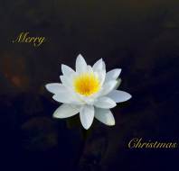 Christmas card competition entry - Trevor JW Audley Wycliffe Park