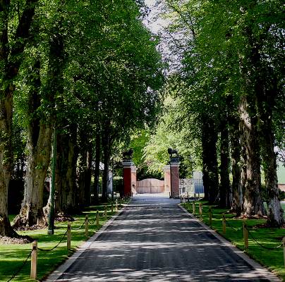 Shaded tree-lined driveway
