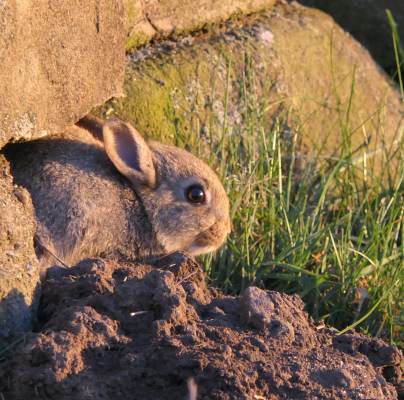 Baby rabbit venturing out early one morning close to Audley Clevedon, taken by Mrs Currie