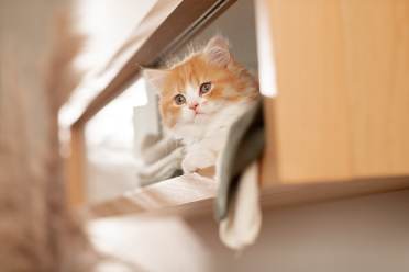 create pet-friendly spaces in your Audley home