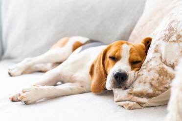 pet-friendly sofa fabrics for your Audley home