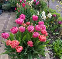 Beautiful patio plants, photographed by Patricia K, owner at Willicombe Park