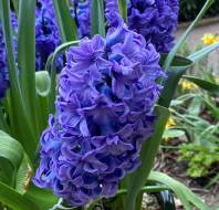 Beautiful patio plants, photographed by Patricia K, owner at Willicombe Park