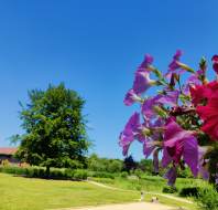 Summer photo of Audley Chalfont Dene in Buckinghamshire, photo credit to Akshay Acharekar, General Manager