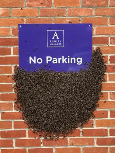 Chalfont Dene bees swarm to keep warm in winter