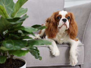 pet-friendly houseplants for your Audley home